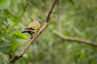 Holub papousci - Treron vernans - Pink-necked Green-Pigeon o9955
